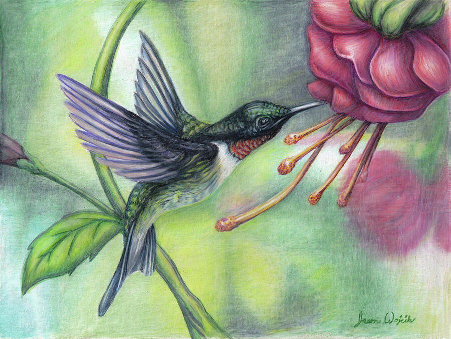 Hummingbird Drawing - Normas Hummingbird by Jason Wojcik