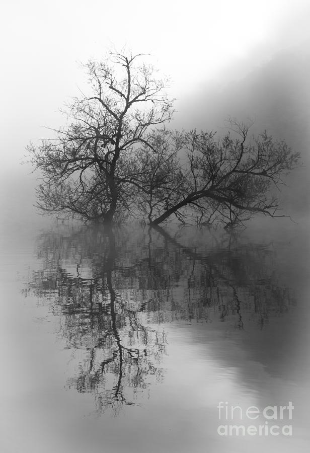 Tree Photograph - Norris Lake April 2015 two by Douglas Stucky
