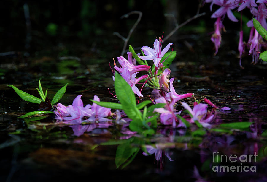 Norris Lake Floral Photograph by Douglas Stucky