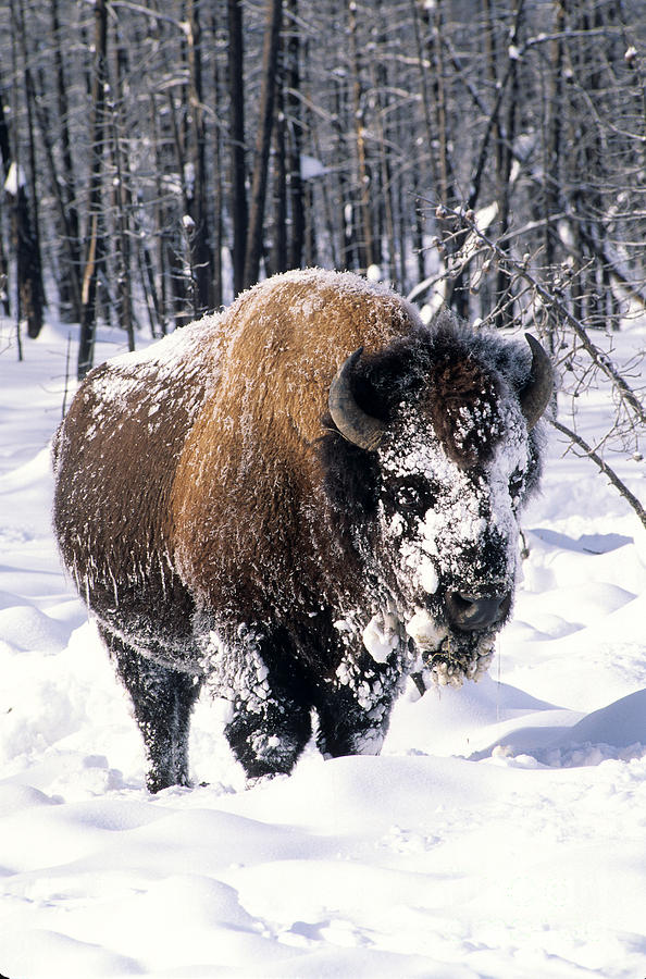 North America Bison Photograph by Inga Spence