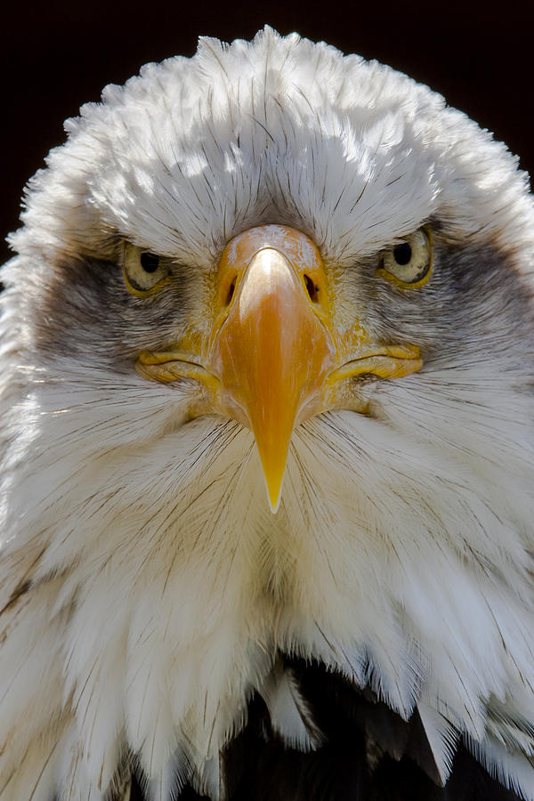 North American bald eagle  Photograph by Andy Myatt