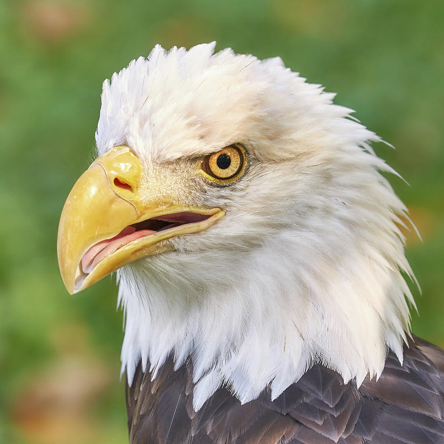 North American Bald Eagle  Photograph by Jim Hughes