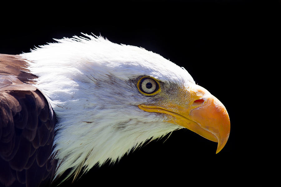 North American Bald Eagle Photograph by Stefano Venturi - Fine Art America