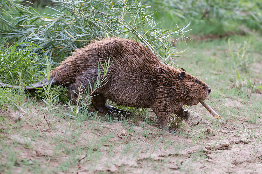 Asianbeaver