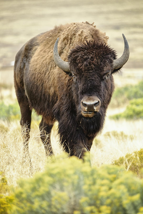 north american bison