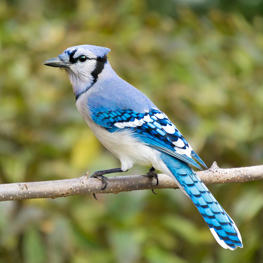North American Blue Jay Photograph by Jim Hughes | Pixels