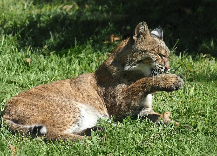 North American Bobcat In The Wild Photograph by Prairie Pics Photography