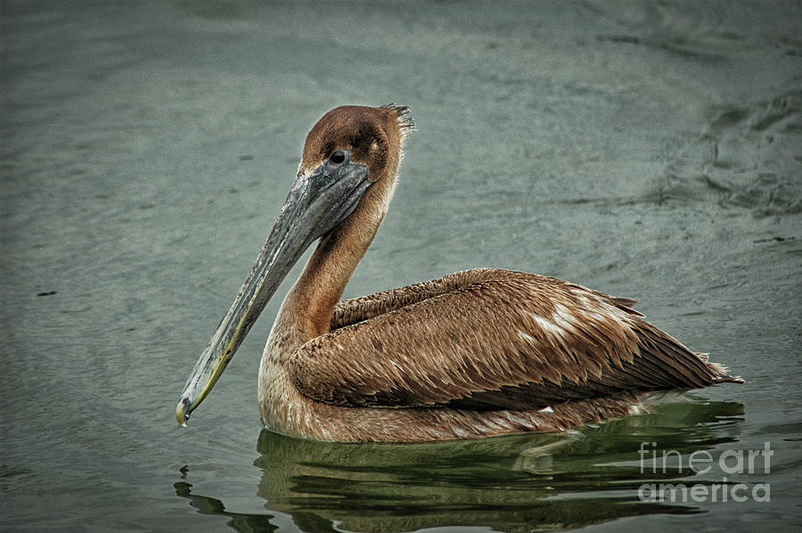 North American Brown Pelican Photograph by Dale Powell