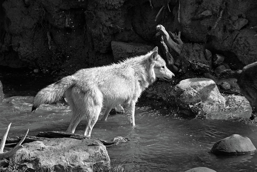 North American Grey Wolf Photograph by Aidan Moran