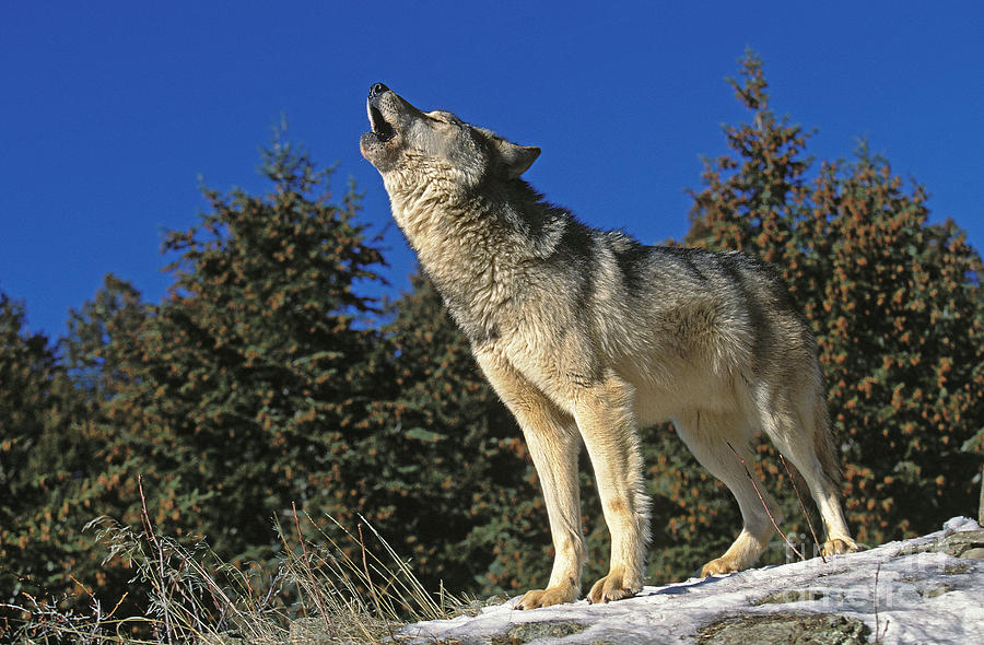 North American Grey Wolf Photograph By Gerard Lacz
