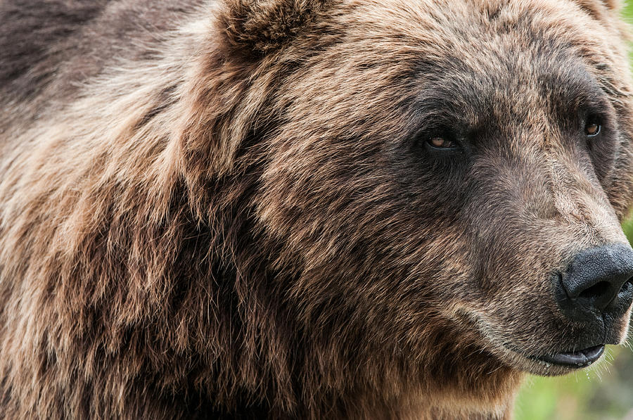 North American Grizzly Photograph by Peak Photography by Clint Easley ...