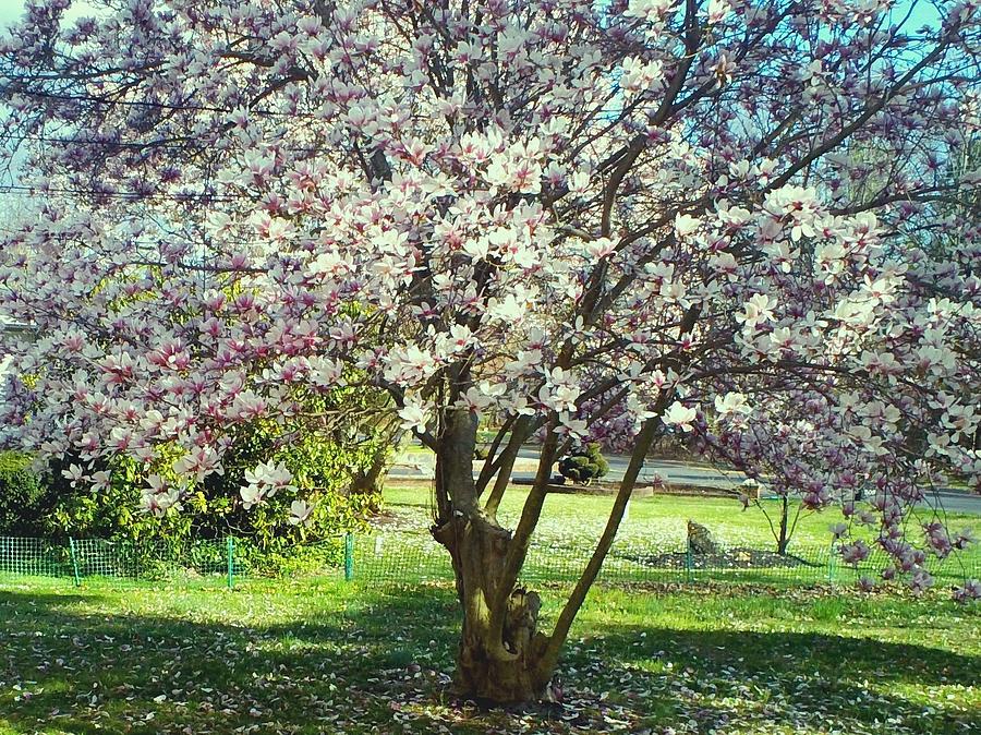 North American Magnolia Tree Photograph by Michelle Caraballo - Fine ...