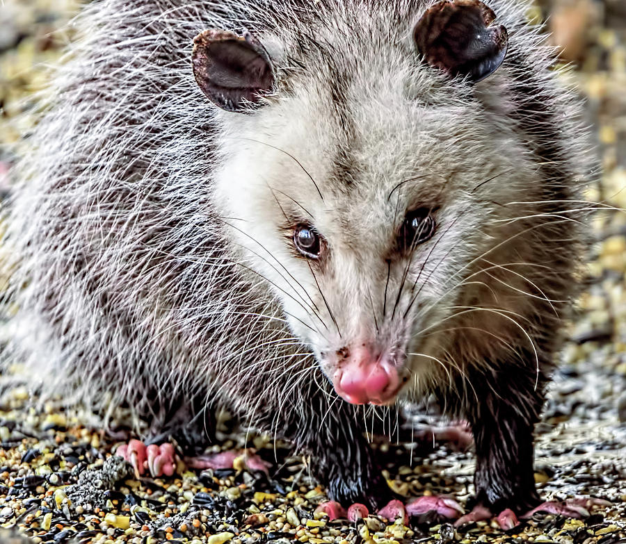 North American Opossum Photograph by Wes Iversen