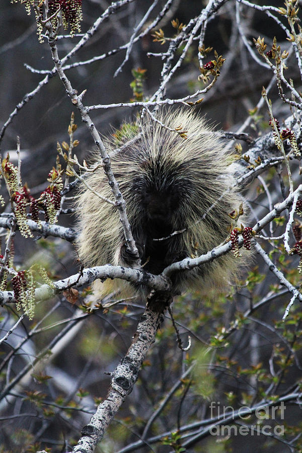 North American Porcupine Photograph by Alyce Taylor