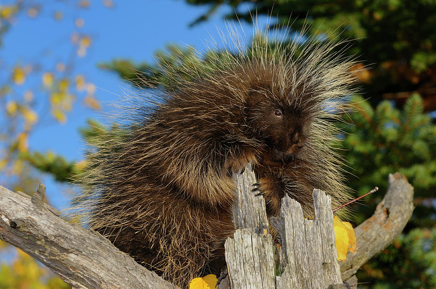 North American Porcupine holding on to a dead tree stump in an o ...