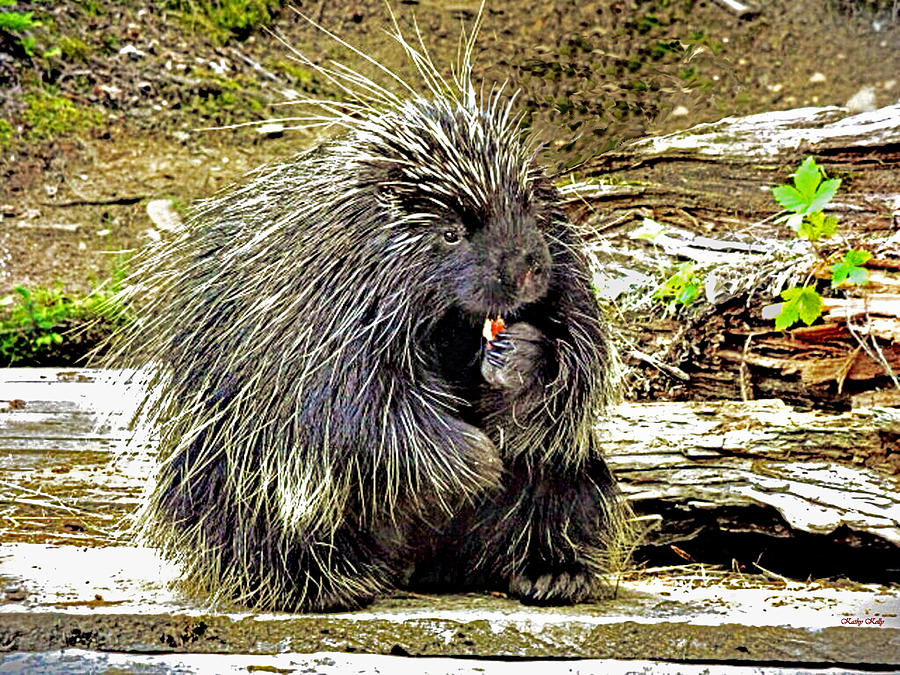 North American Porcupine Photograph by Kathy Kelly