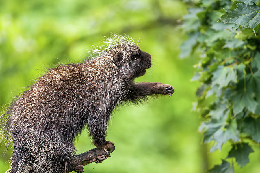 North American porcupine reaching for leaves Photograph by Miroslav Liska