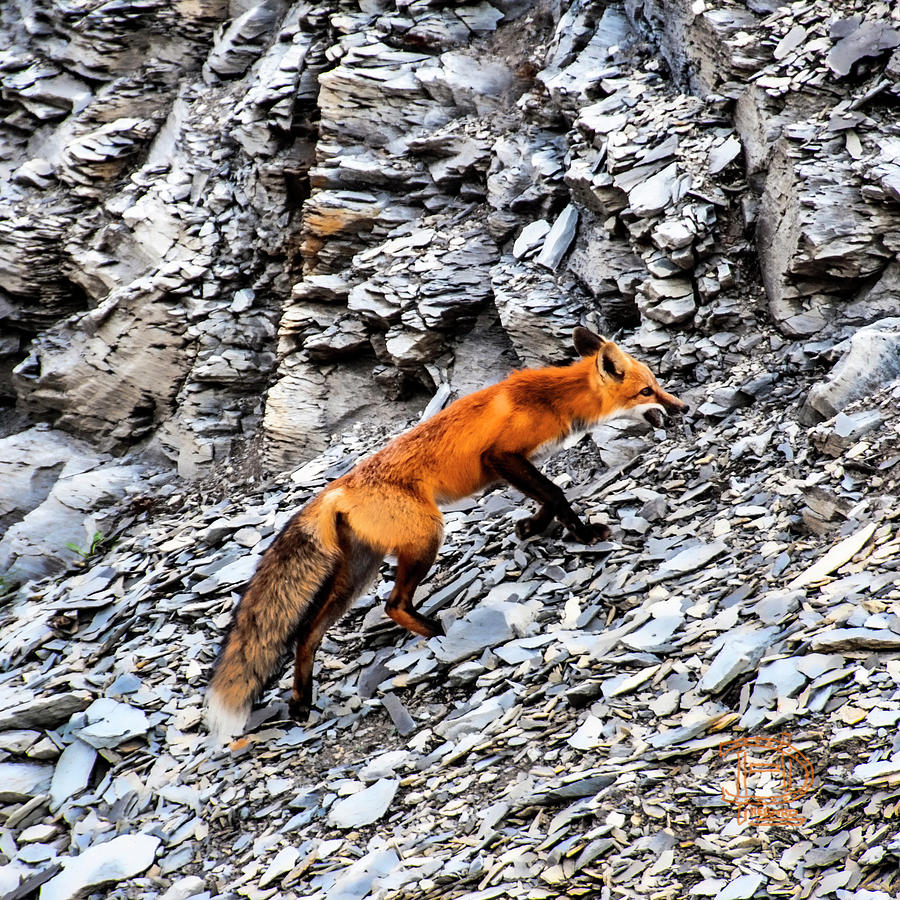 North American Red Fox Photograph by Daniel Hebard