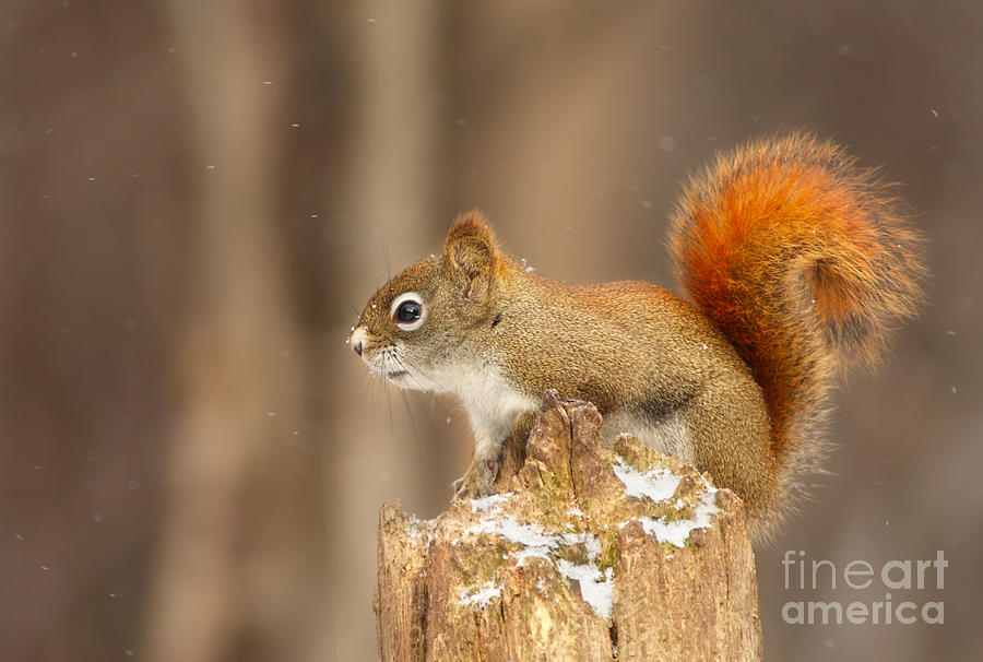 North American red squirrel in winter Photograph by Mircea Costina Photography
