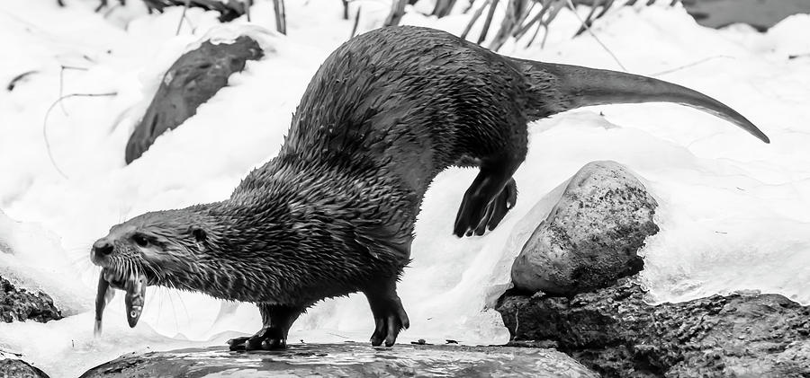 North American River Otter on the Move Photograph by Tracy Winter