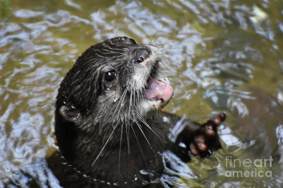 North American River Otter Showing Off His Teeth Photograph by DejaVu Designs