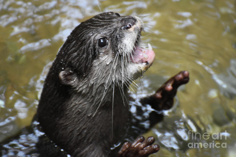 North American River Otter with His Mouth Wide Open Photograph by DejaVu Designs