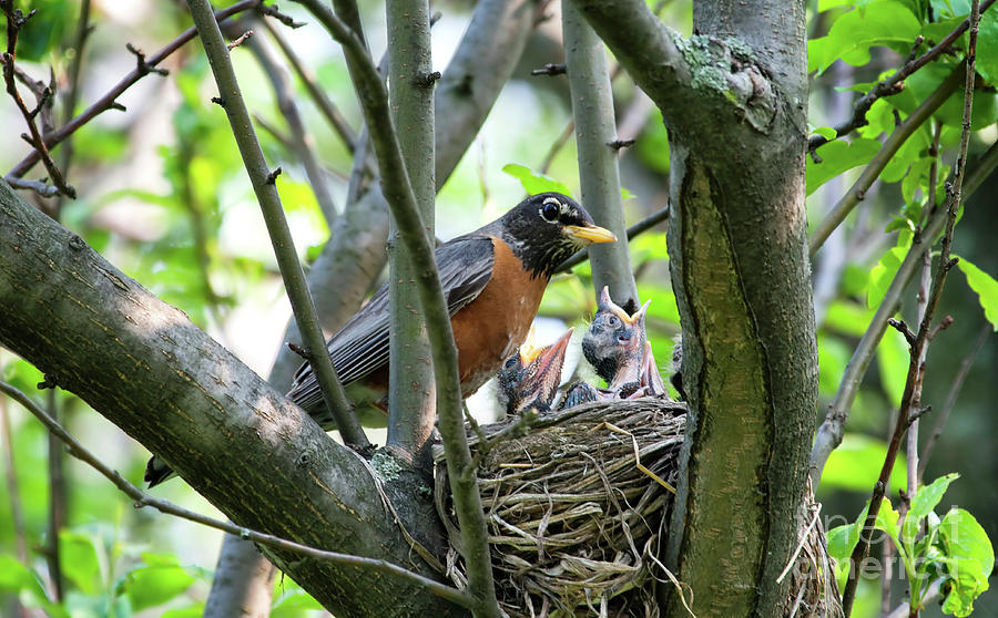 robin nest in tree