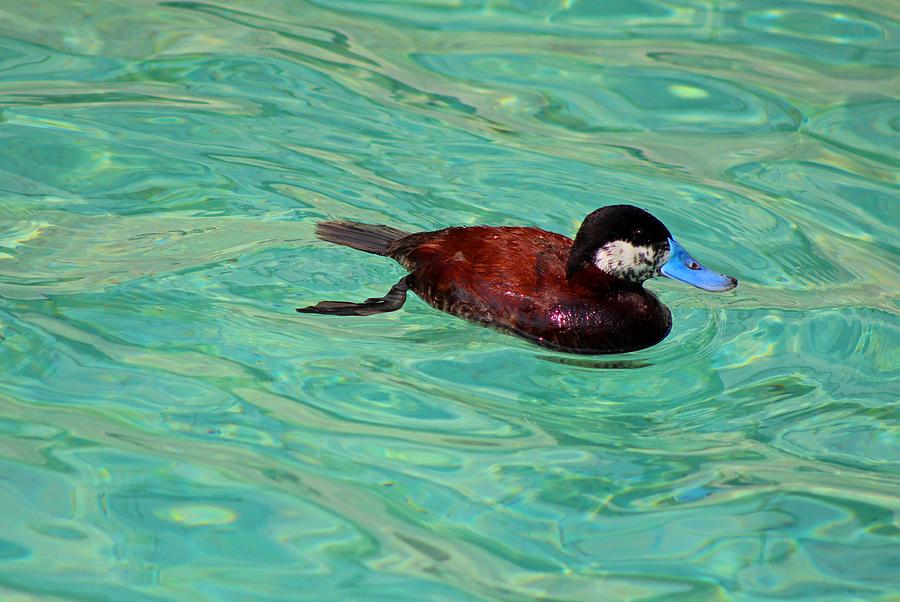 North American Ruddy Duck II Photograph by Michiale Schneider