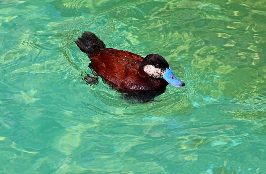 North American Ruddy Duck III Photograph by Michiale Schneider