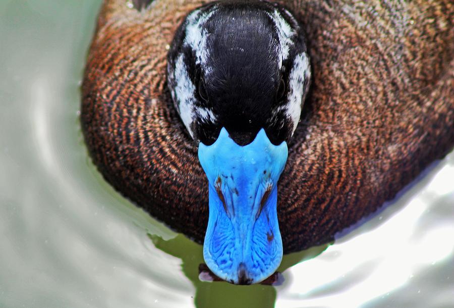 North American Ruddy Duck IV Photograph by Michiale Schneider