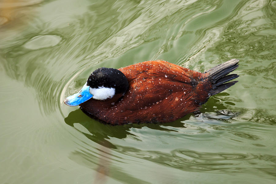 North American Ruddy Duck Photograph by Travis Rogers