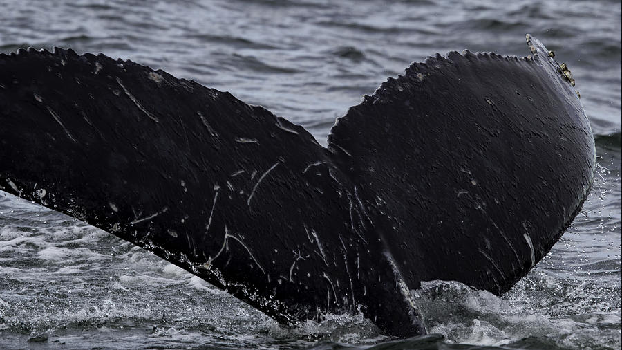 Nature Photograph - North Atlantic Humpback by Pete Federico Nature Photograph - North Atlantic Humpback by Pete Federico