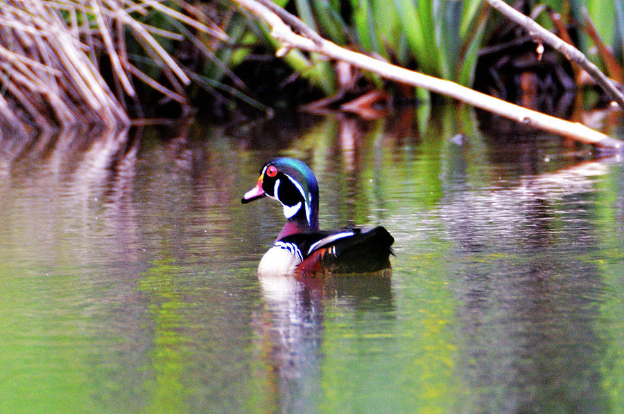 North Bound Wood Duck Photograph by Kathy Kelly