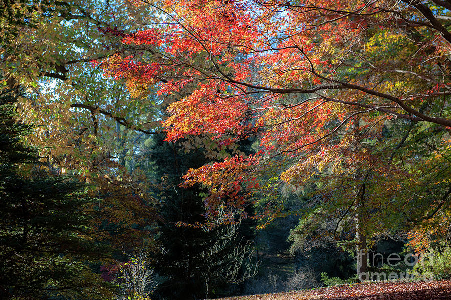 North Carolina Autumn Treasure Photograph