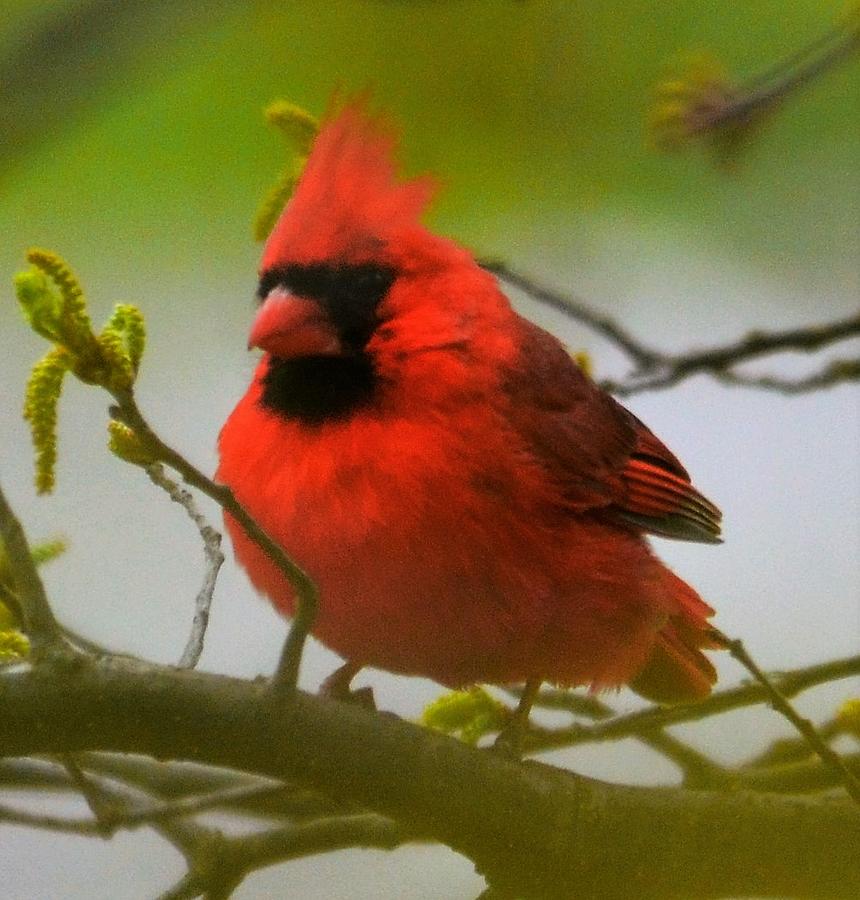 North Carolina Cardinal Photograph by Chuck Brown