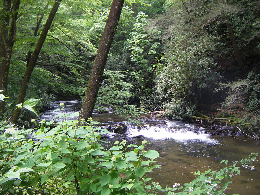 North Carolina Creek Photograph by Nancy Chenet - Fine Art America