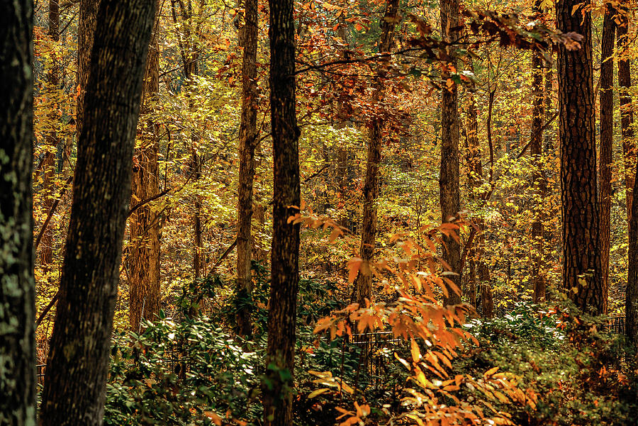 North Carolina Fall In The Forest Photograph by Jim Moore