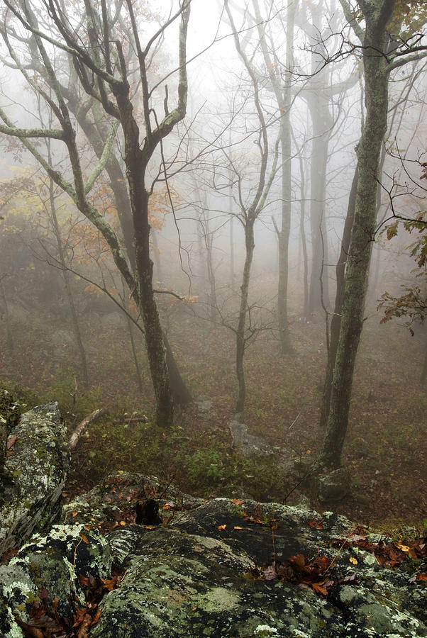 Fall Colors Photograph - North Carolina foggy mountain  by Gregory Colvin