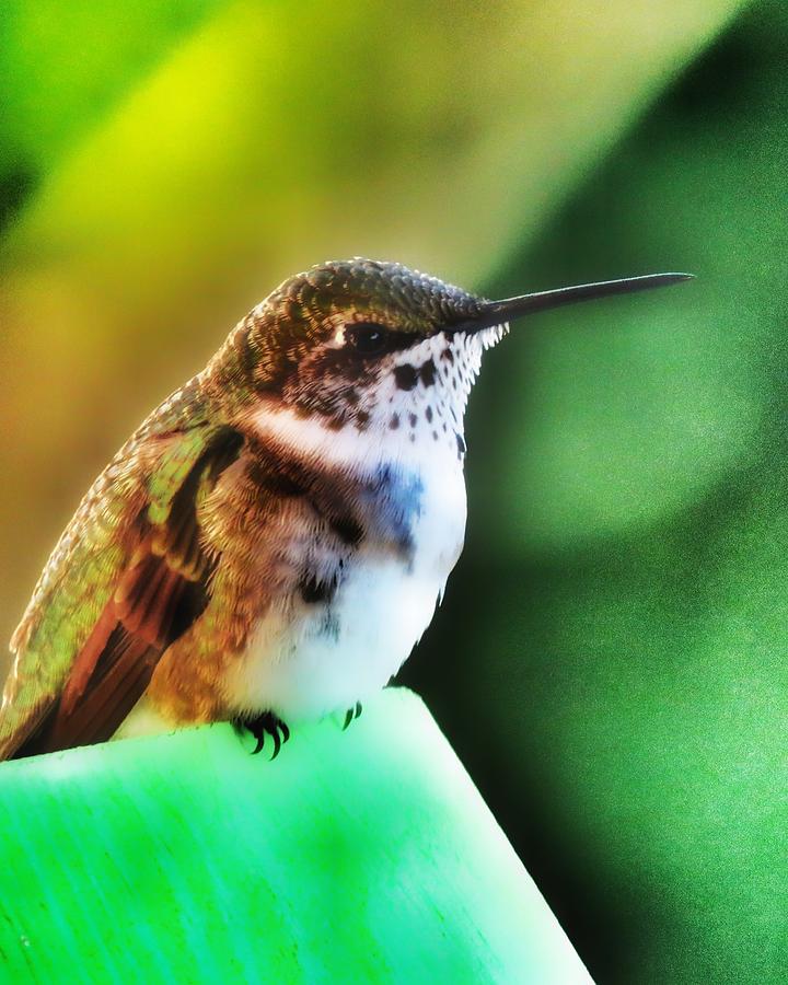 North Carolina Hummingbird Photograph by Photofiforever - Fine Art America