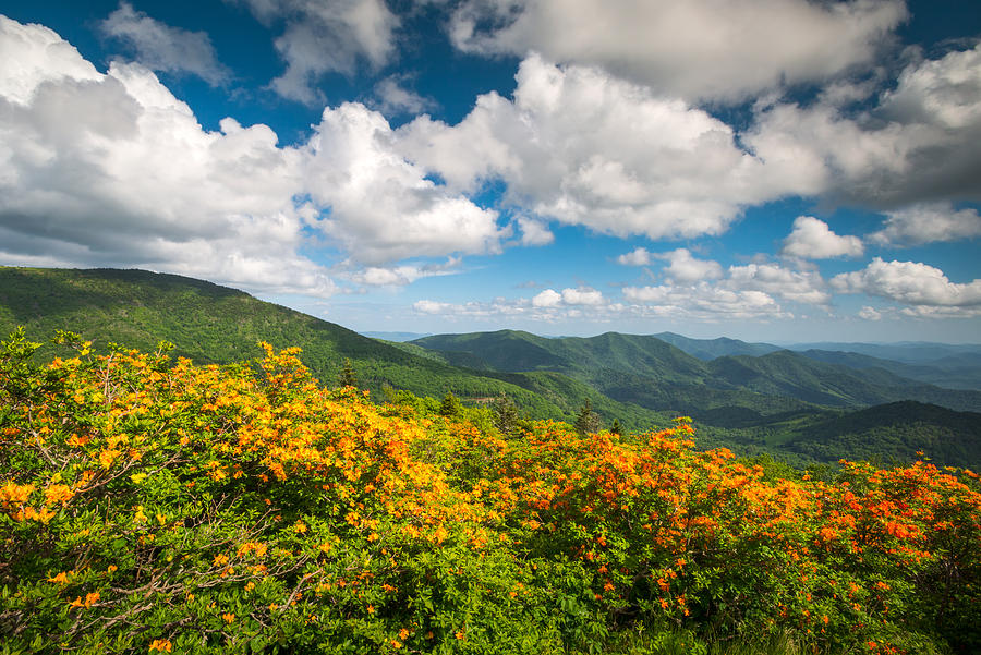 Mountain Photograph - North Carolina Roan Mountain Flame Azalea Flowers Appalachian Trail by Dave Allen