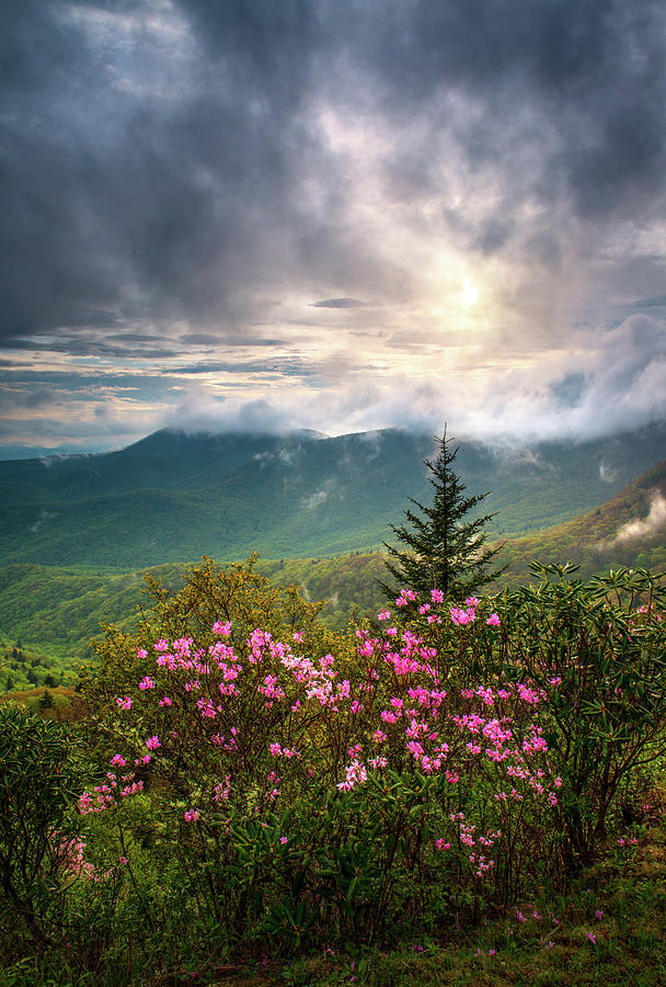 North Carolina Spring Flowers Blue Ridge Parkway Scenic Landscape Asheville NC Photograph by Dave Allen