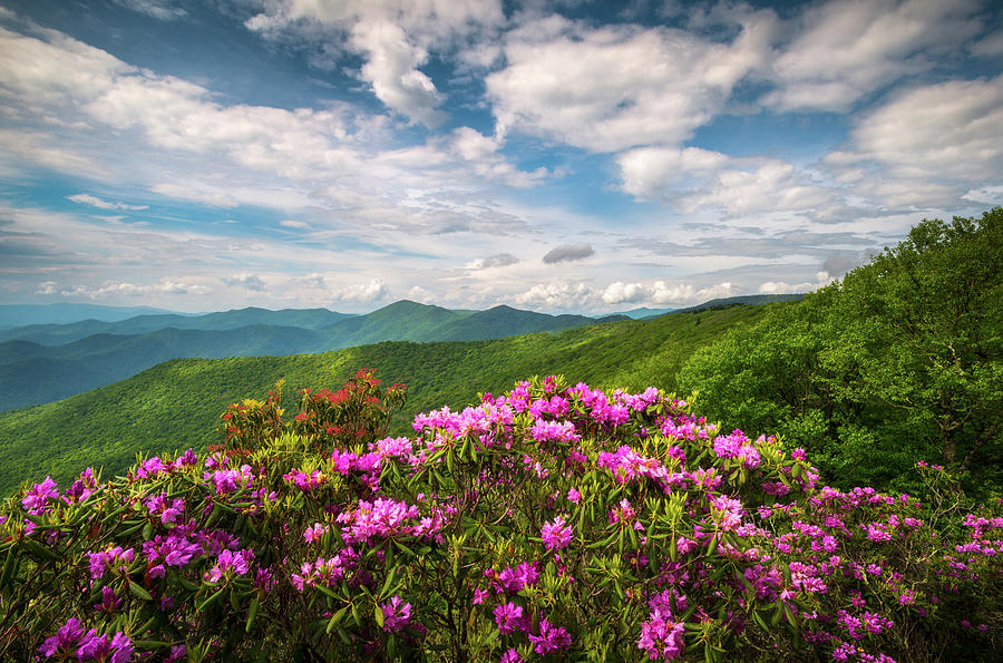 Mountain Photograph - North Carolina Spring Flowers Mountain Landscape Blue Ridge Parkway Asheville NC by Dave Allen