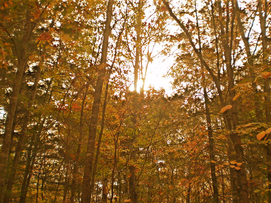 Fall Photograph - North Carolina Woods by Cat Rondeau