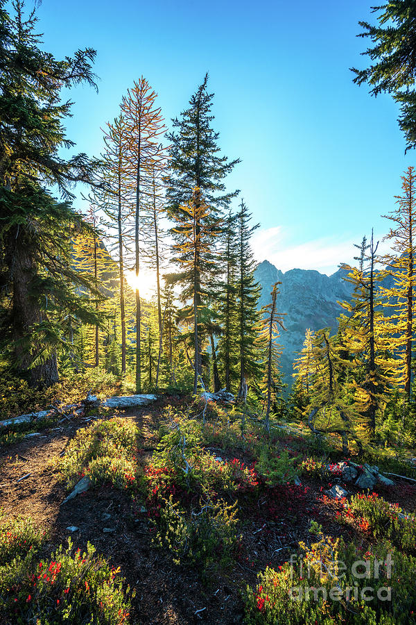 North Cascades Fall Sunlight Photograph by Mike Reid