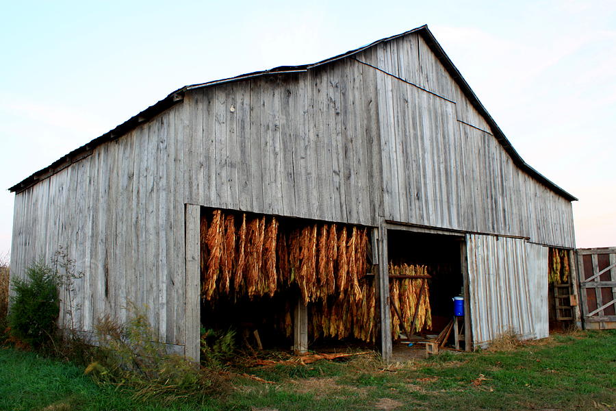 North Christian Tobacco Barn Photograph by Angela Comperry