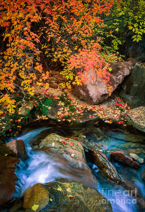 North Creek Fall Foliage Photograph by Inge Johnsson