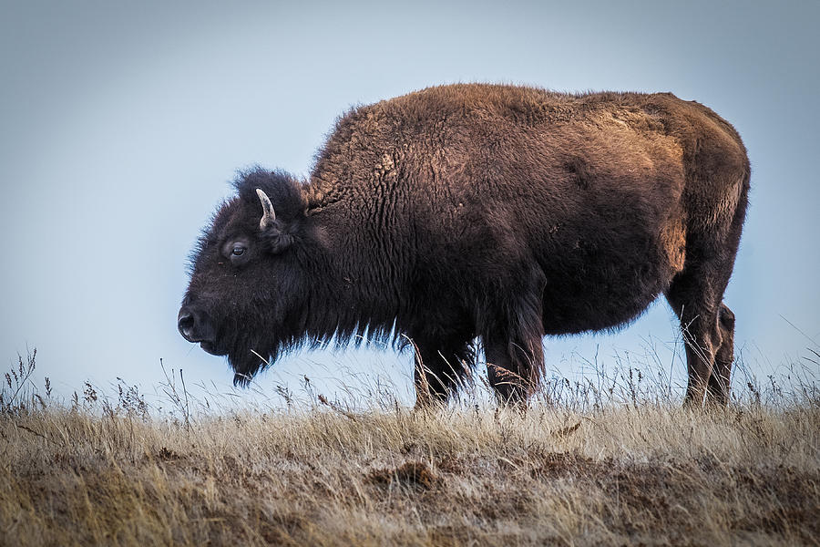 North Dakota Buffalo Photograph by Paul Freidlund