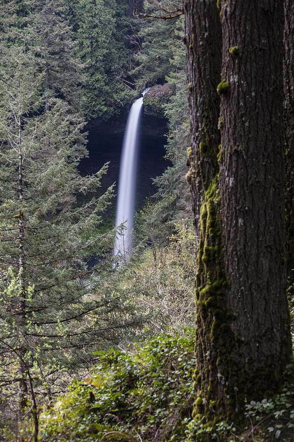 North Falls and Forest Photograph by John McGraw - Pixels