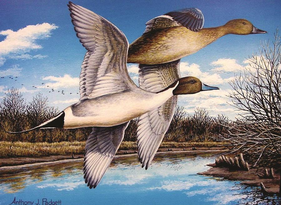 North Fork Pintails Painting by Anthony J Padgett