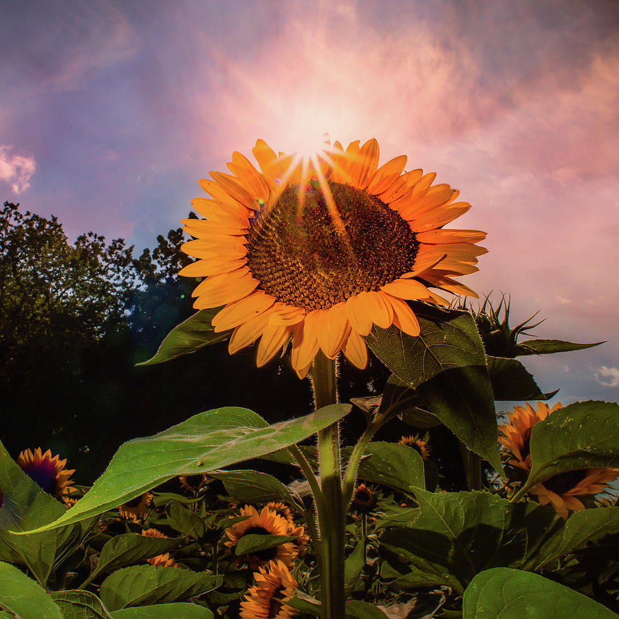 North Fork Sunflower Photograph by John Randazzo